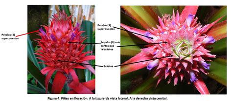 Ilustración de la inflorescencia de la piña con sus flores