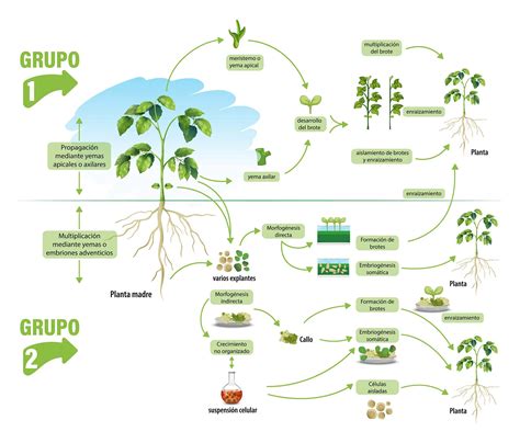 Esquema del proceso de enraizamiento de la corona de piña en agua
