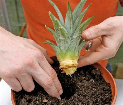 Plantas de piña en macetas con frutos pequeños