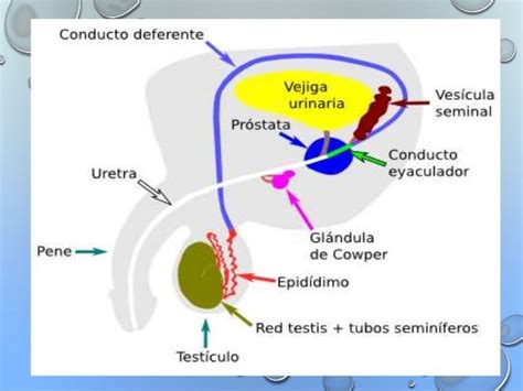 Diagrama del sistema reproductor masculino, mostrando testículos, epidídimo, conductos deferentes y próstata.