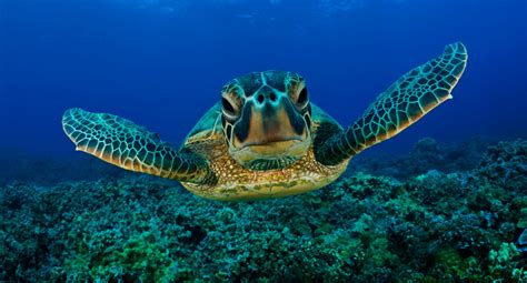 Tortuga marina en su hábitat natural, nadando tranquilamente