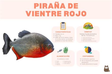Ilustración de una piraña de vientre rojo con sus características físicas