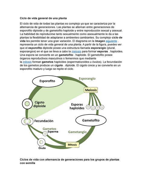 Diagrama del ciclo de vida alternancia de generaciones en plantas
