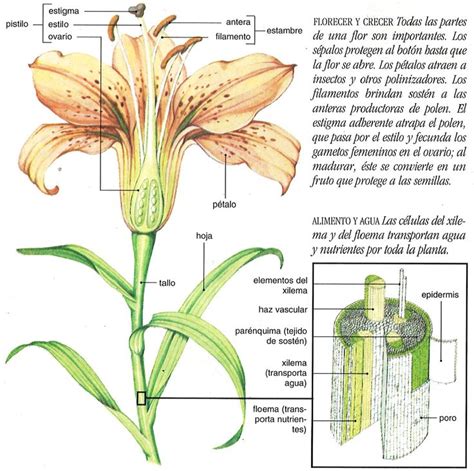 Ilustración de la anatomía floral con sus partes principales