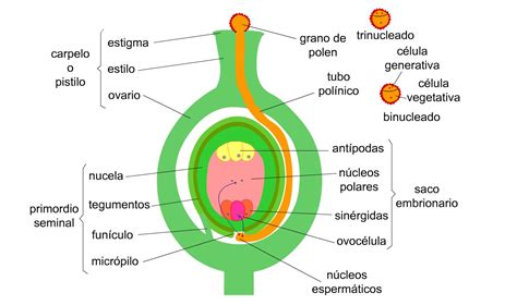 Diagrama de la formación del gametofito femenino (saco embrionario)