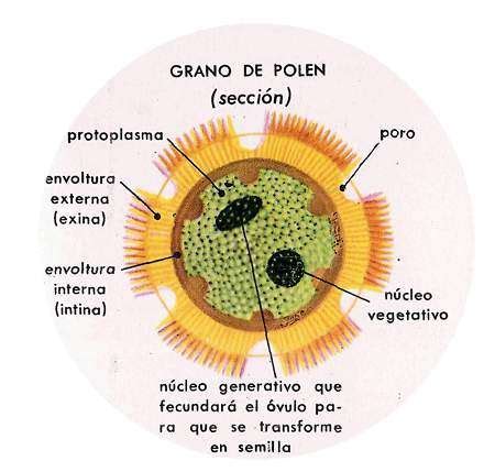 Ilustración de un grano de polen con sus componentes