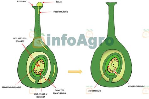 Esquema detallado de la doble fecundación en angiospermas