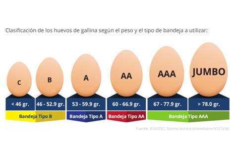Infografía mostrando la relación entre el peso del huevo fértil y el peso del pollito al nacer (aprox. 68-70% del peso del huevo).