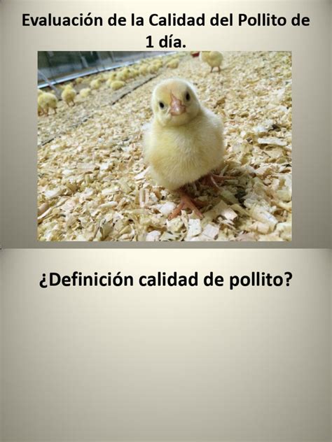 Esquema de evaluación de calidad del pollito: inspección de ombligo, patas y reflejos.