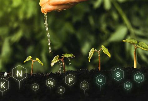 Ilustración mostrando la liberación gradual de nutrientes desde una varita fertilizante en el suelo.