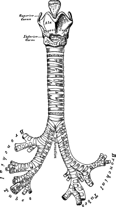 Ilustración comparativa de la laringe y los bronquios afectados por laringitis y bronquiolitis