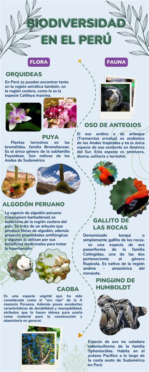 Infografía sobre la flora y fauna de La Vallesa