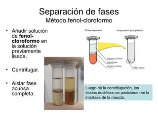 Esquema visual que muestra la separación de fases (capa grasa y capa acuosa) en un biberón de leche materna tras el reposo.