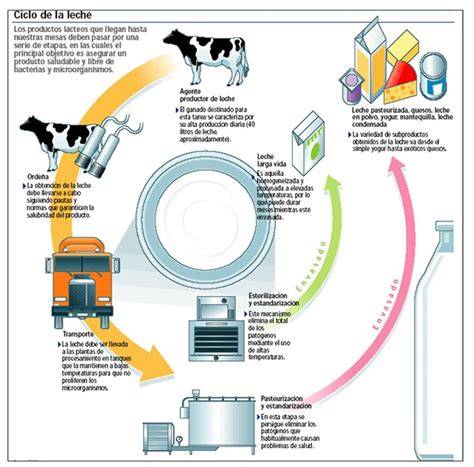 Esquema sobre el proceso de producción de leche materna, destacando el papel de la prolactina y los estímulos hormonales.