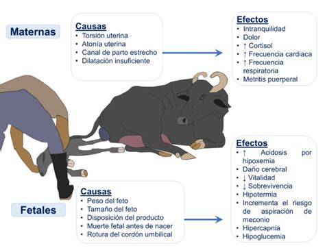 Infografía comparativa sobre causas maternas, anatómicas y externas de la disminución en la producción de leche.