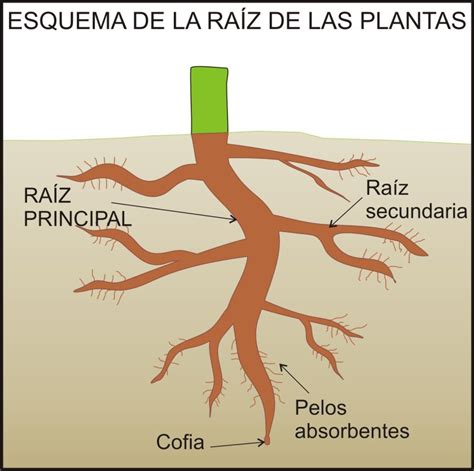 Esquema etimológico que muestra la raíz latina nasci y su ramificación en términos como nación, naturaleza y renacimiento.
