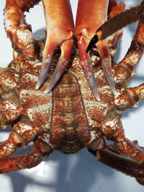 Infografía comparativa de macho y hembra de centolla gallega, resaltando las diferencias en las pinzas y el abdomen