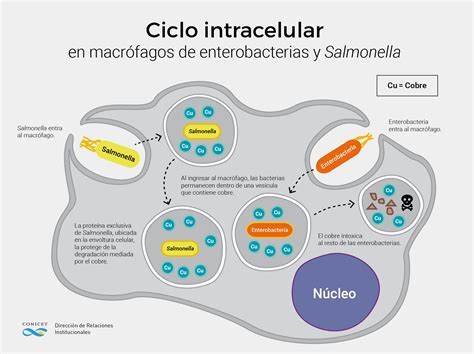 Esquema biológico de la bacteria Salmonella y su mecanismo de invasión en el tejido intestinal humano.