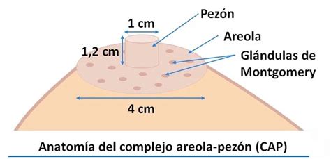 Esquema explicativo sobre la anatomía del pezón durante la lactancia y las zonas donde suelen aparecer las grietas por un mal agarre.