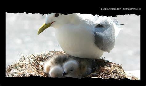 Gaviota adulta incubando sus huevos en el nido