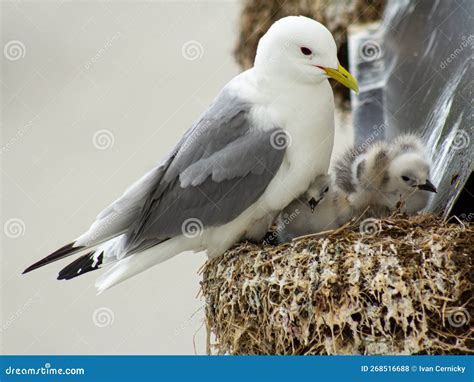 Gaviota adulta alimentando a sus polluelos mediante regurgitación