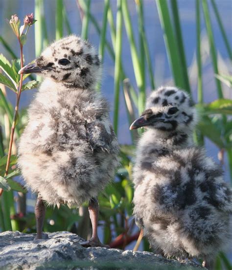 Polluelos de gaviota explorando un tejado bajo vigilancia parental