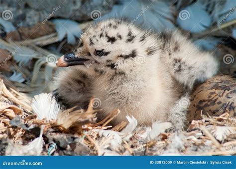 Polluelo de gaviota realizando su primer vuelo