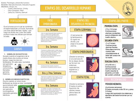 Esquema de las etapas de desarrollo de un polluelo de ave