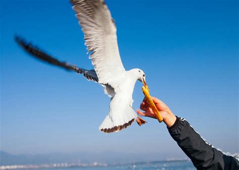 Persona alimentando un polluelo de gaviota con pescado