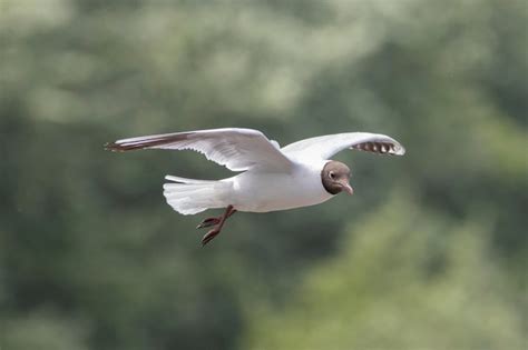 Gaviota juvenil volando libremente en su hábitat natural