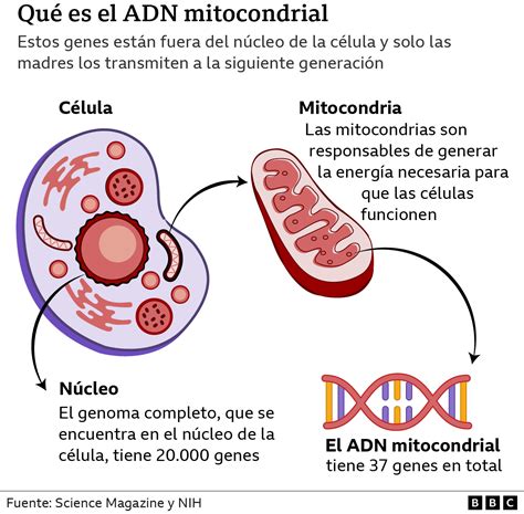 Infografía sobre la herencia del ADN mitocondrial y cromosomas X