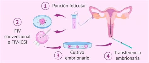 Esquema del laboratorio de FIV mostrando las áreas críticas para el control de calidad y la trazabilidad.