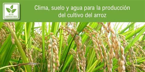 Esquema de las condiciones edafoclimáticas óptimas para el desarrollo del cultivo de arroz, incluyendo rangos de temperatura y tipos de suelo.