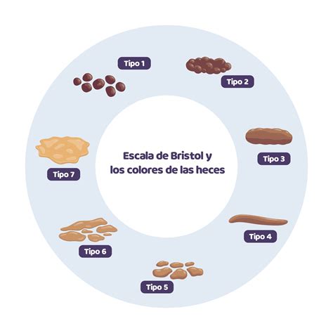 Infografía sobre los tipos de heces según la escala de Bristol