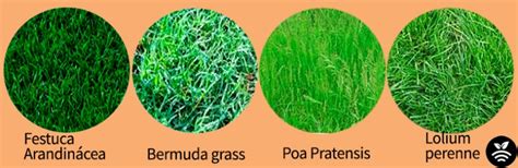Fotografía comparativa de un césped sano tratado con fertilizantes de alta calidad frente a un área sin mantenimiento.