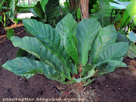 Foto de Anthurium salvinii con sus grandes hojas y sustrato