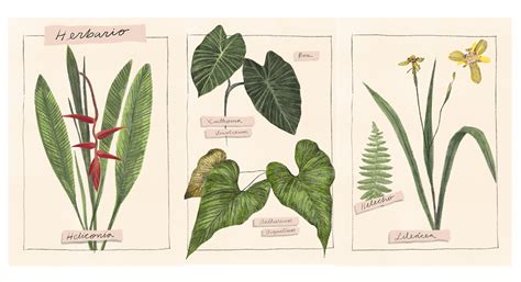 Ilustración botánica de la inflorescencia curvada del Anthurium salvinii