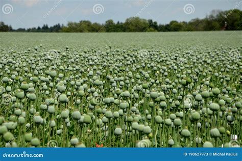 Campo de amapolas con la planta Papaver somniferum
