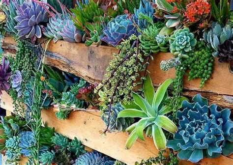Diversidad de plantas suculentas en un jardín