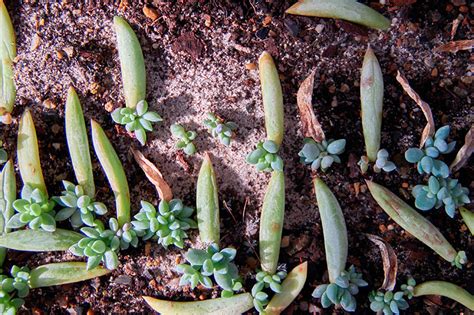 Esquejes de tallo de suculentas listos para plantar
