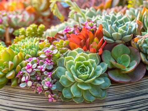 Planta suculenta dividida en varias matas con raíces