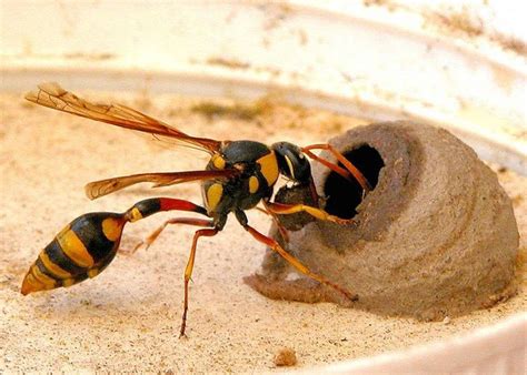 Avispa alfarera construyendo un nido de barro
