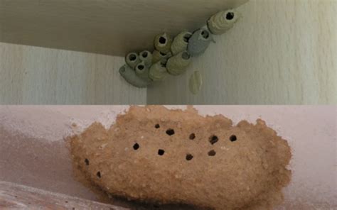 Nido de avispa alfarera en una pared