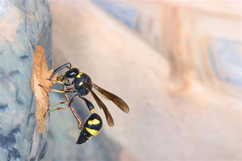 Avispa alfarera transportando una oruga paralizada
