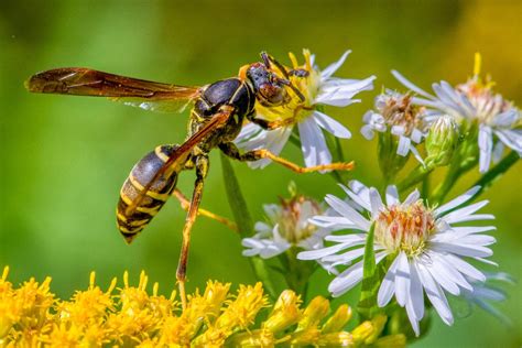 Avispa alfarera polinizando una flor