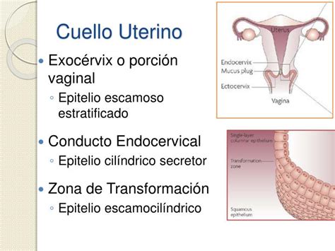 Esquema de la anatomía del cuello uterino con el tapón mucoso