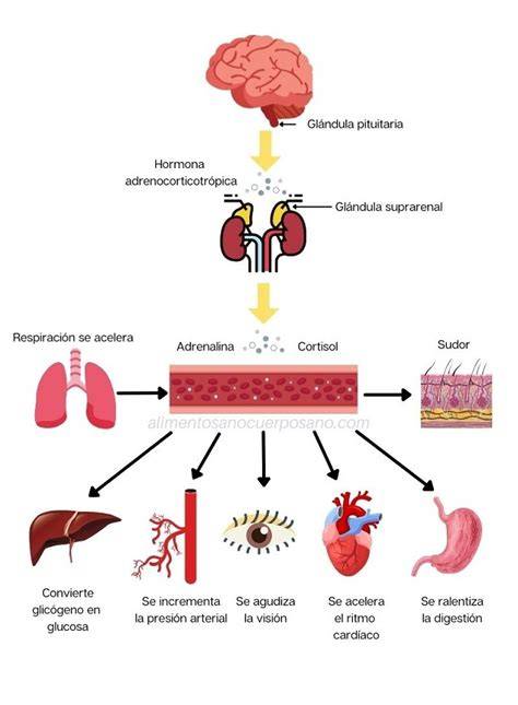Esquema sobre la respuesta fisiológica del estrés: activación del eje hipotálamo-hipofisario-adrenal y liberación de cortisol.