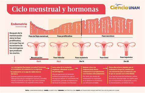 Infografía comparativa: impacto del estrés crónico en el ciclo menstrual frente a la espermatogénesis.