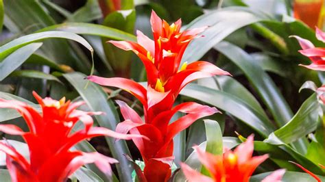 Esquema del ciclo de vida de la bromelia vriesea, mostrando la planta madre, la floración y el surgimiento de hijuelos en la base