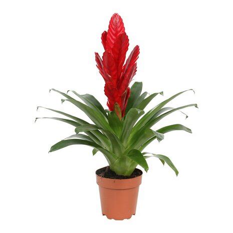 Colección de macetas pequeñas con hijuelos de bromelia vriesea recién trasplantados